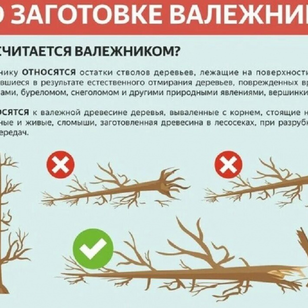 По заготовке валежника
